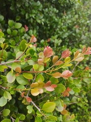 Syzygium elliptifolium