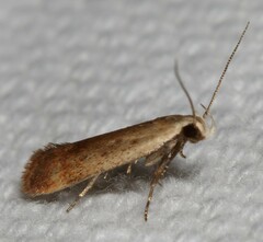 Anacampsis fullonella
