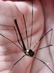 Neopantopsalis pentheter