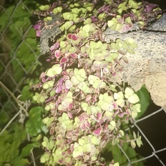 Callisia repens