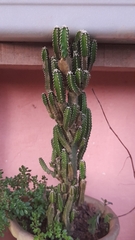 Euphorbia trigona