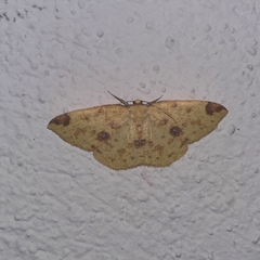 Periclina