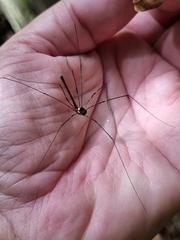 Neopantopsalis pentheter