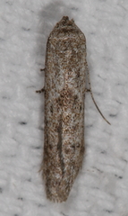Hypatopa punctiferella