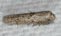 Hypatopa punctiferella