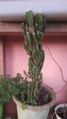 Euphorbia trigona
