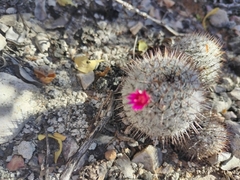Mammillaria haageana meissneri