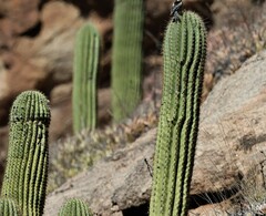 Trichocereus terscheckii