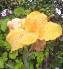 Canna × generalis