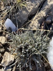 Hebecarpa macradenia