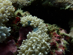 Physogyra lichtensteini