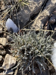 Hebecarpa macradenia