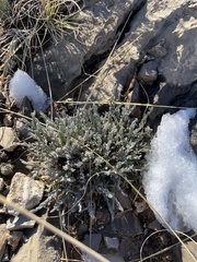 Hebecarpa macradenia