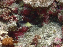 Chrysiptera rollandi