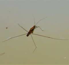 Limnometra
