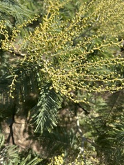 Acacia dealbata