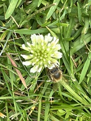 Apis mellifera