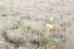 Yucca