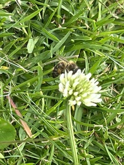 Apis mellifera