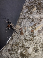 Itoplectis conquisitor