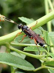 Ichneumon promissorius
