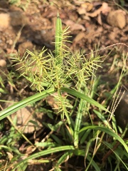 Cyperus odoratus image