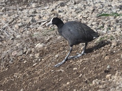 Fulica alai