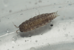 Miktoniscus