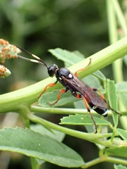 Ichneumon promissorius