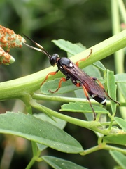 Ichneumon promissorius