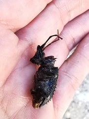 Polyrhaphis michaeli