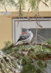 Junco hyemalis dorsalis