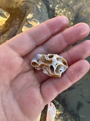 Vermetoidea