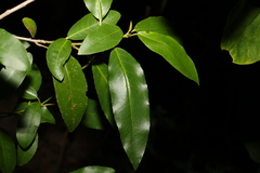 Croton verreauxii