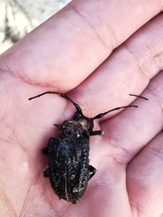 Polyrhaphis michaeli