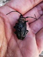 Polyrhaphis michaeli