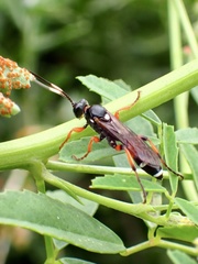 Ichneumon promissorius