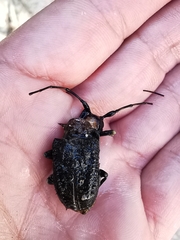 Polyrhaphis michaeli