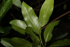 Croton verreauxii