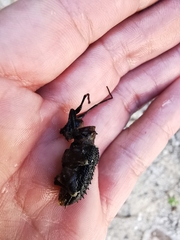 Polyrhaphis michaeli