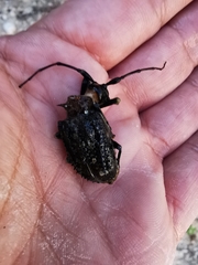Polyrhaphis michaeli