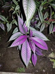 Strobilanthes auriculata