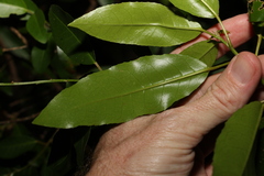 Croton verreauxii