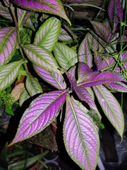 Strobilanthes auriculata