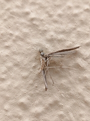 Salticus canariensis