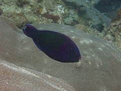 Scarus niger