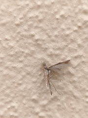 Salticus canariensis