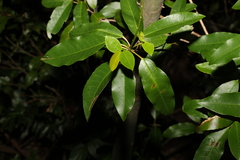 Croton verreauxii