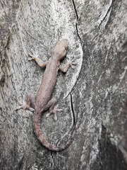 Hemidactylus frenatus
