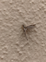 Salticus canariensis